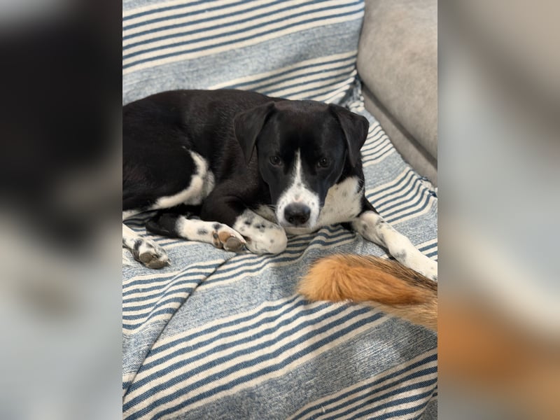 Benito, ein noch schüchterner Hundebub