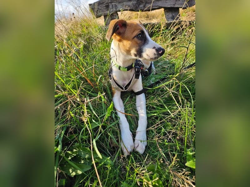 Asta - kleine Kuschelmaus sucht Sicherheit auf vier Pfoten