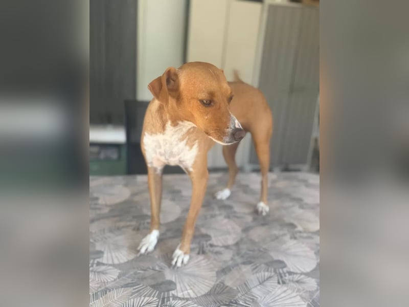 Rafa – ein schüchternes Herzchen sucht seine Familie