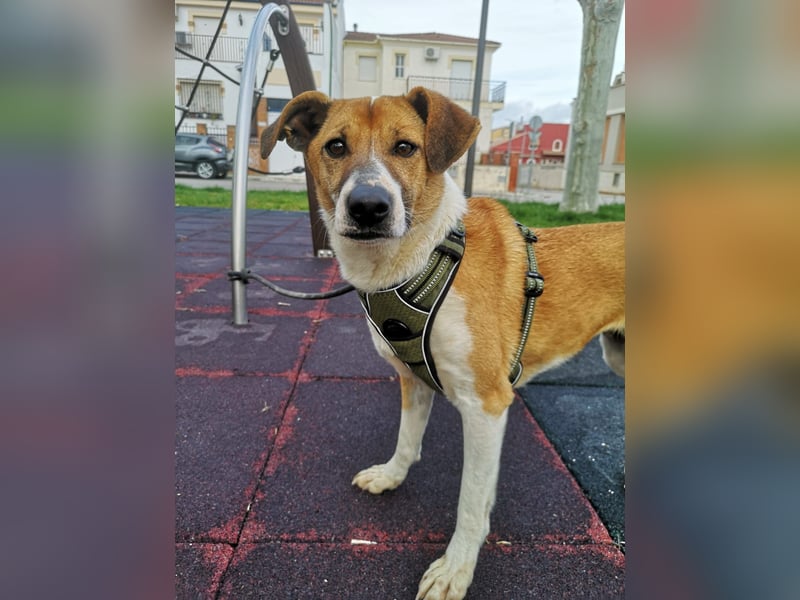 Athena - seit fast drei Jahren wartet sie im Tierheim