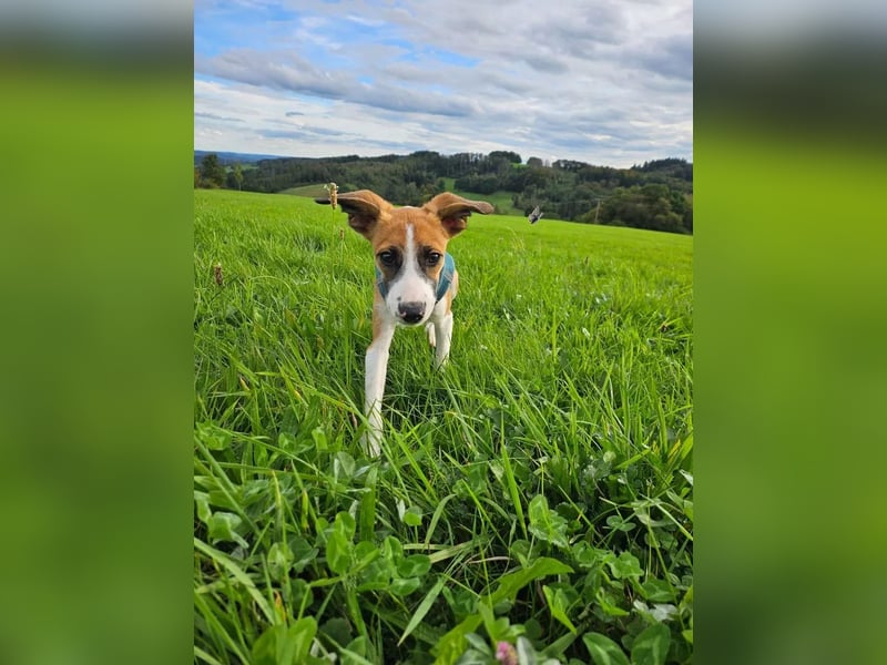 Asta - kleine Kuschelmaus sucht Sicherheit auf vier Pfoten