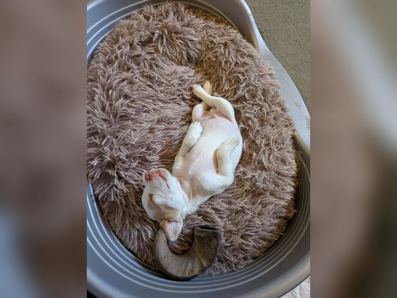 Peanut - kleines Flaschenkind sucht großes Glück