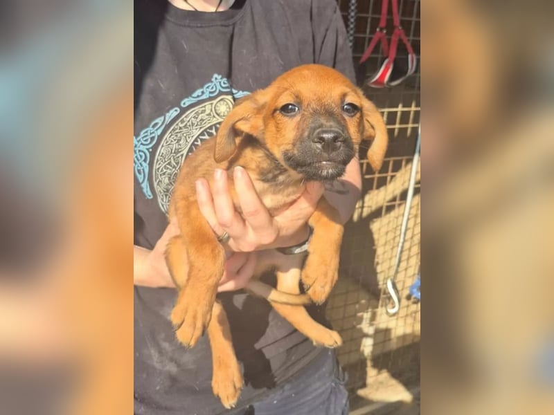 Pelusilla , ein zarter kleiner Hundejunge möchte Vertrauen lernen