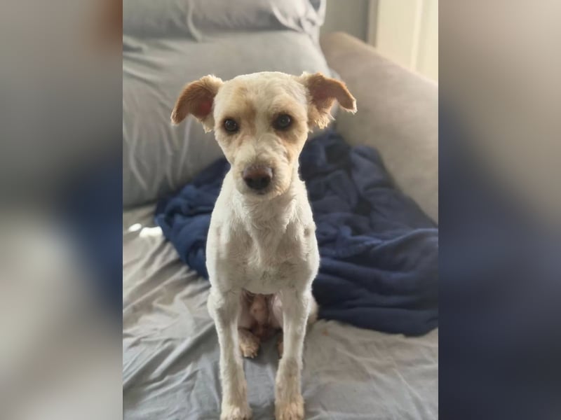 Canelo - vom verfilzten Fundhund zum treuen Familienfreund