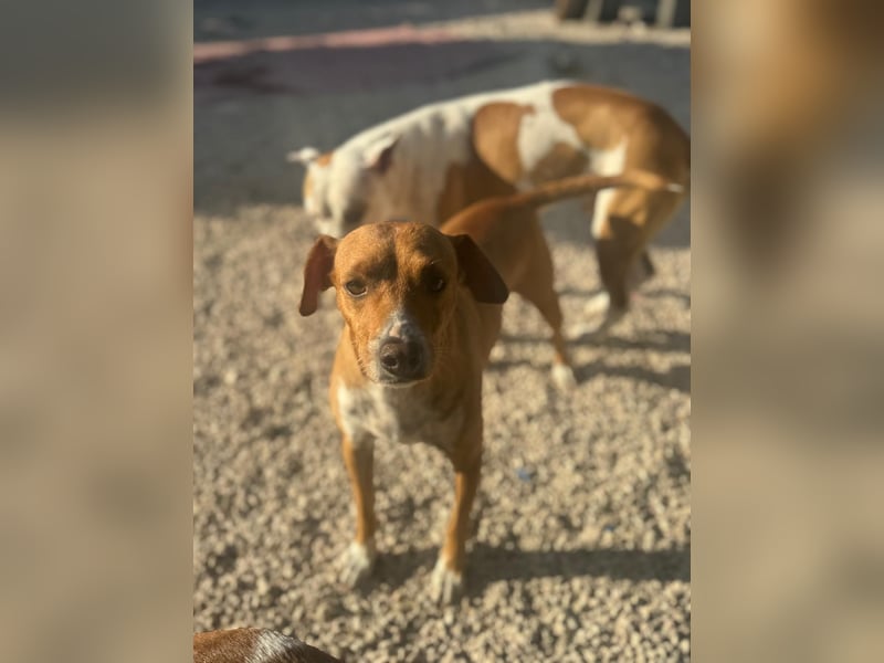 Rafa ,ein schüchternes Herzchen sucht seine Familie