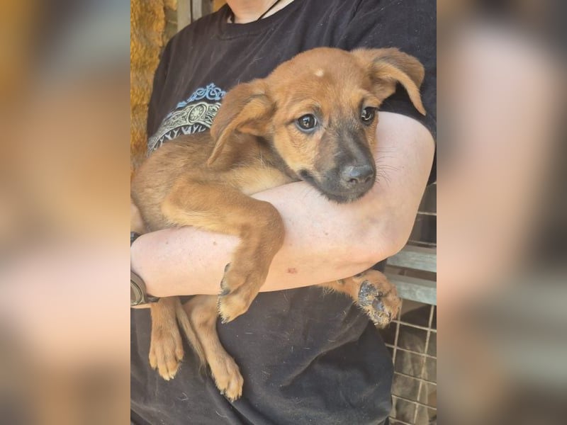 Pelusilla - ein zarter kleiner Hundejunge möchte Vertrauen lernen