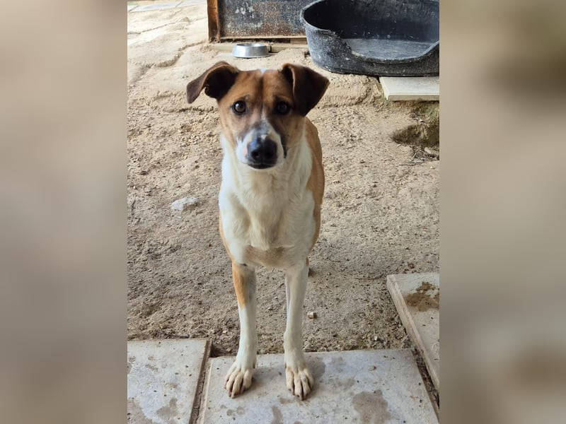 Athena - seit fast drei Jahren wartet sie im Tierheim