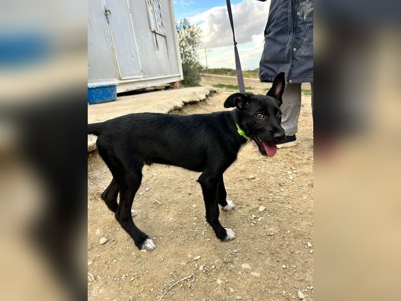 Mouse, als Baby einfach weggeworfen Mouse, als Baby einfach weggeworfen