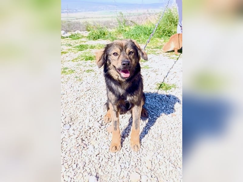 Tomtom wünscht sich viele Leckerlies