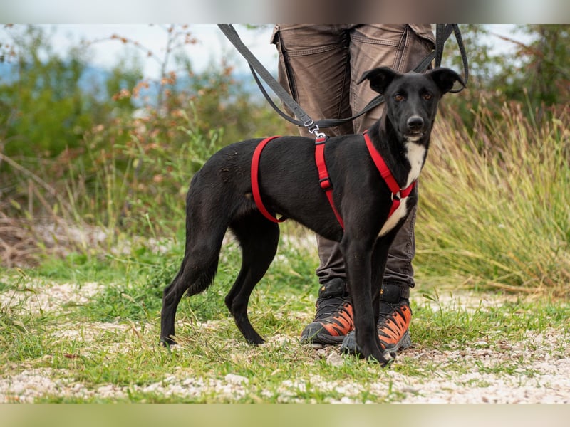 Flöckchen – eine Freundin fürs Leben