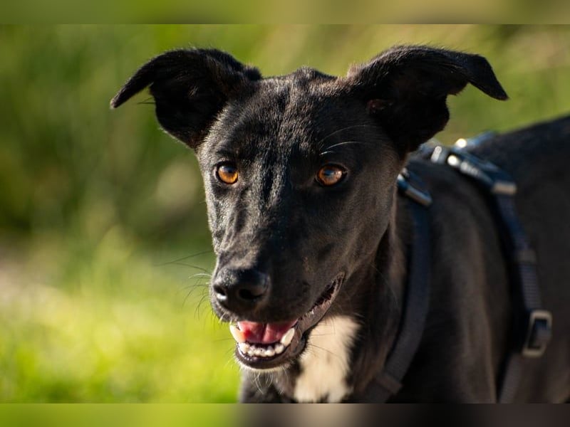 Flöckchen – eine Freundin fürs Leben