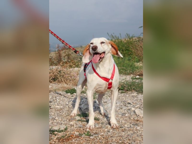 Dauergast Dino sucht Menschen mit Herz