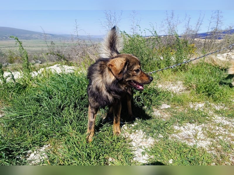 Tomtom wünscht sich viele Leckerlies