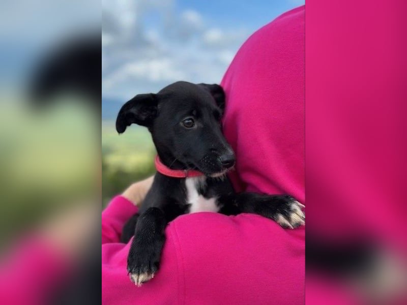 Flöckchen – eine Freundin fürs Leben