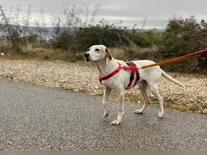 Dauergast Dino sucht Menschen mit Herz