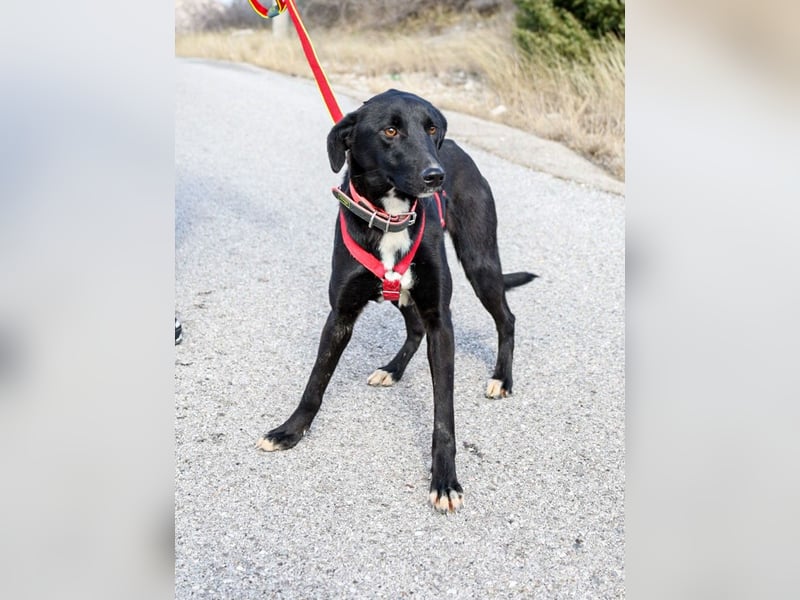 Flöckchen – eine Freundin fürs Leben