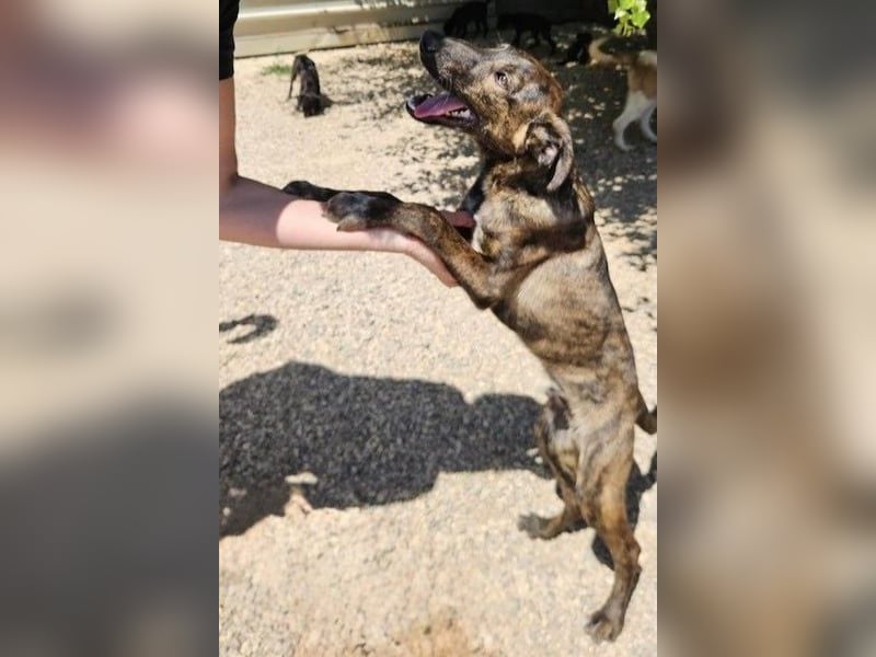 Hoku möchte dein Herz erobern