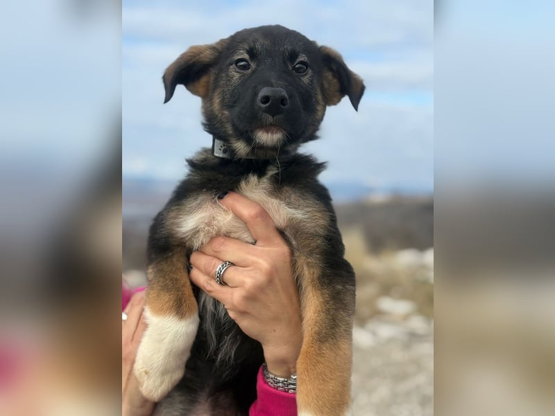 Buddie auf der Suche nach Glück