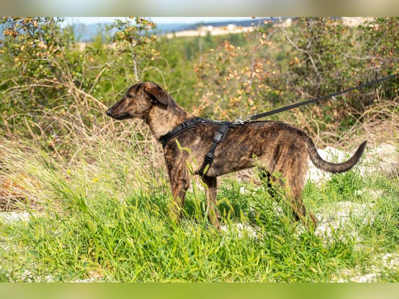 Hoku möchte dein Herz erobern