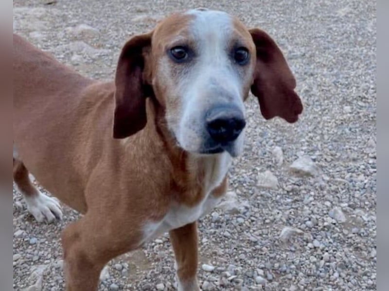 Watson – ein Senior auf der Suche nach Ruhe und Liebe