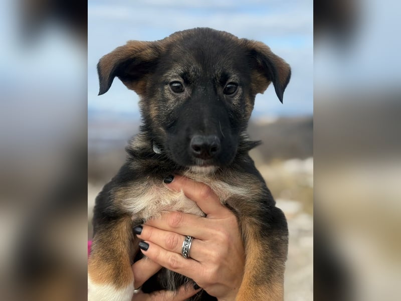 Buddie auf der Suche nach Glück