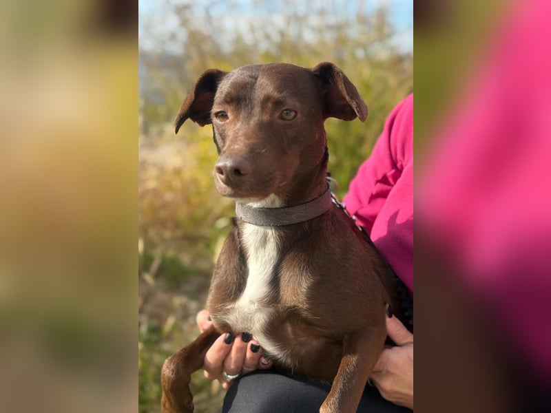 Wunschhund Mona sucht Freund(e) fürs Leben