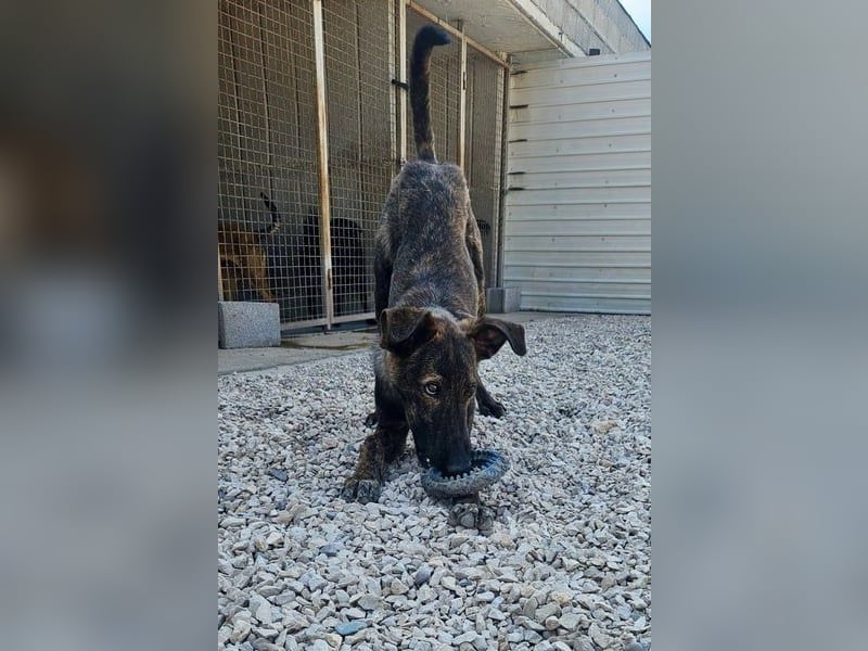 Hoku möchte dein Herz erobern