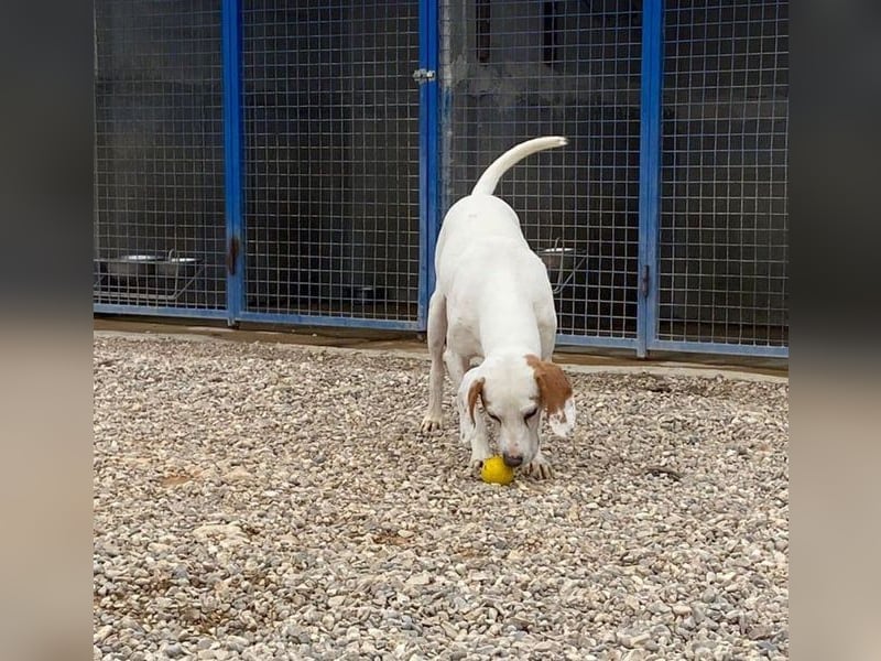 Dauergast Dino sucht Menschen mit Herz