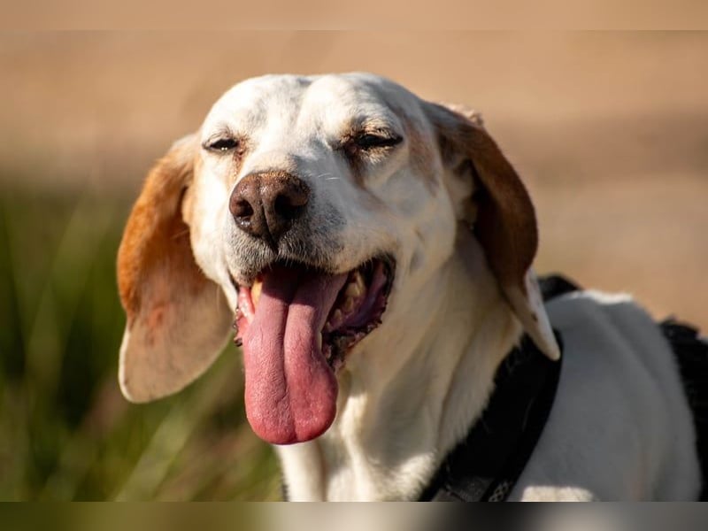 Dauergast Dino sucht Menschen mit Herz