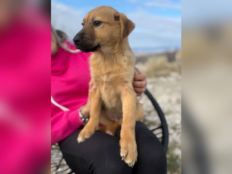 Honey auf der Suche nach dem Glück