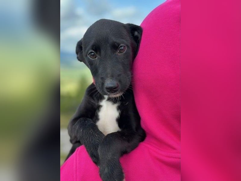 Flöckchen – eine Freundin fürs Leben