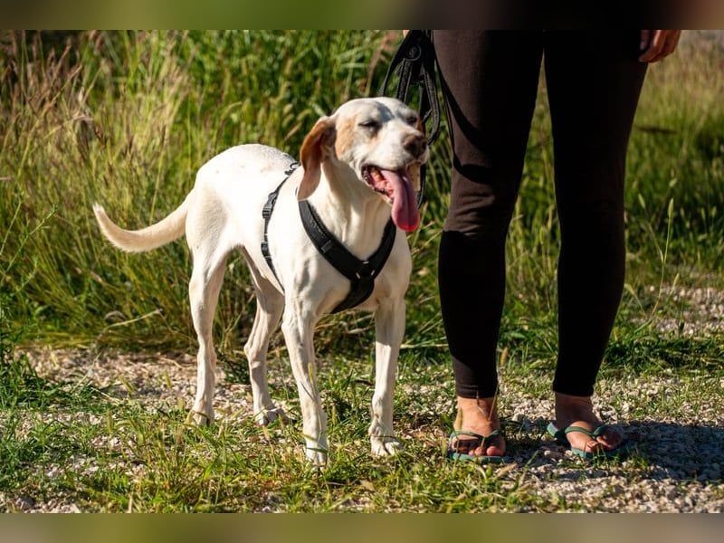 Dauergast Dino sucht Menschen mit Herz