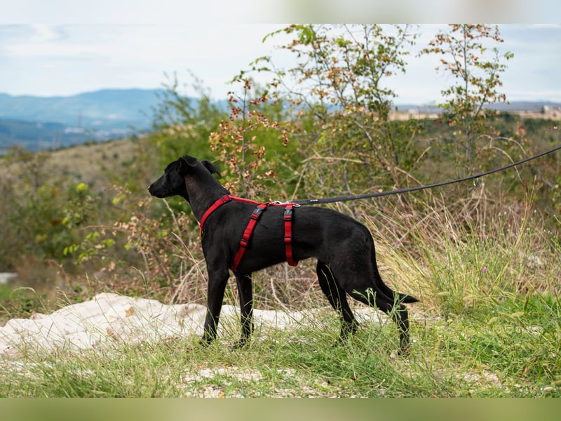 Flöckchen – eine Freundin fürs Leben