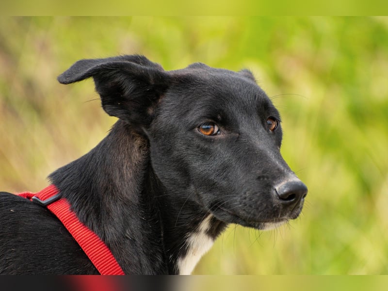 Flöckchen – eine Freundin fürs Leben