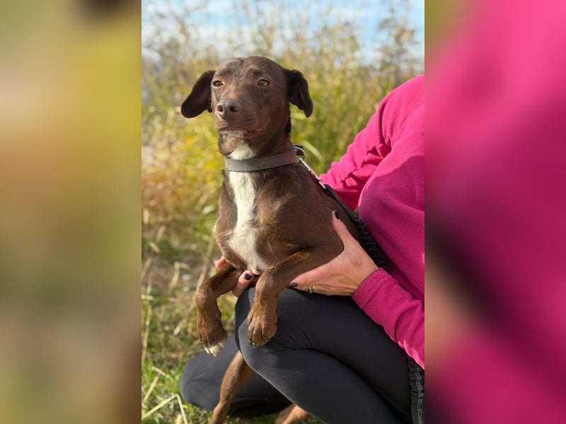 Wunschhund Mona sucht Freund(e) fürs Leben