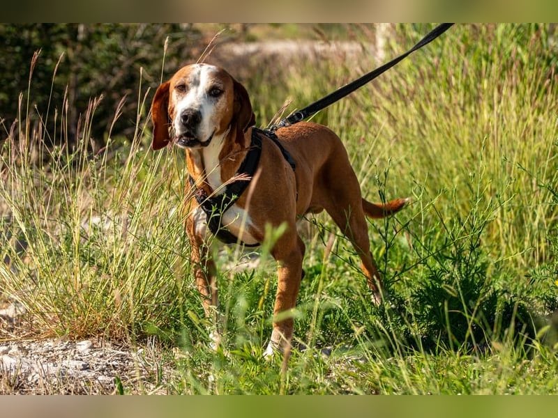 Watson – ein Senior auf der Suche nach Ruhe und Liebe