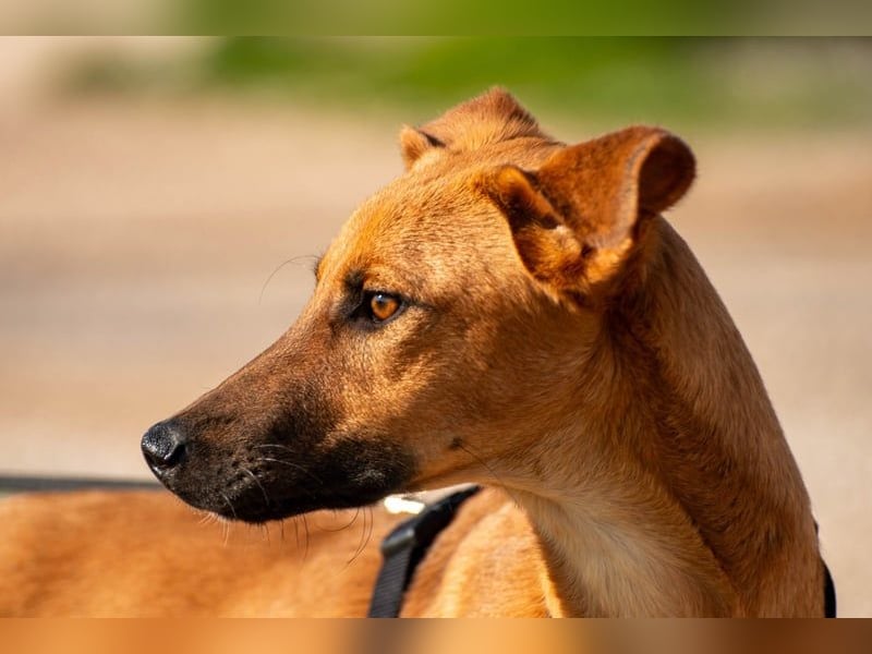 Fridtjof – ein Freund fürs Leben