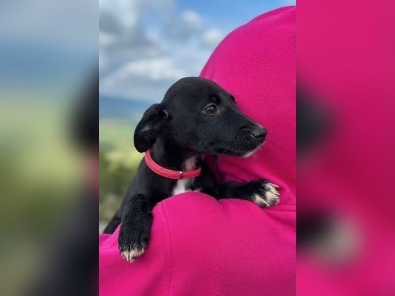 Flöckchen – eine Freundin fürs Leben