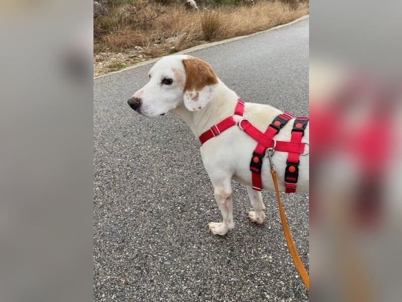 Dauergast Dino sucht Menschen mit Herz