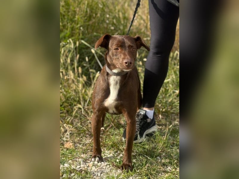 Wunschhund Mona sucht Freund(e) fürs Leben