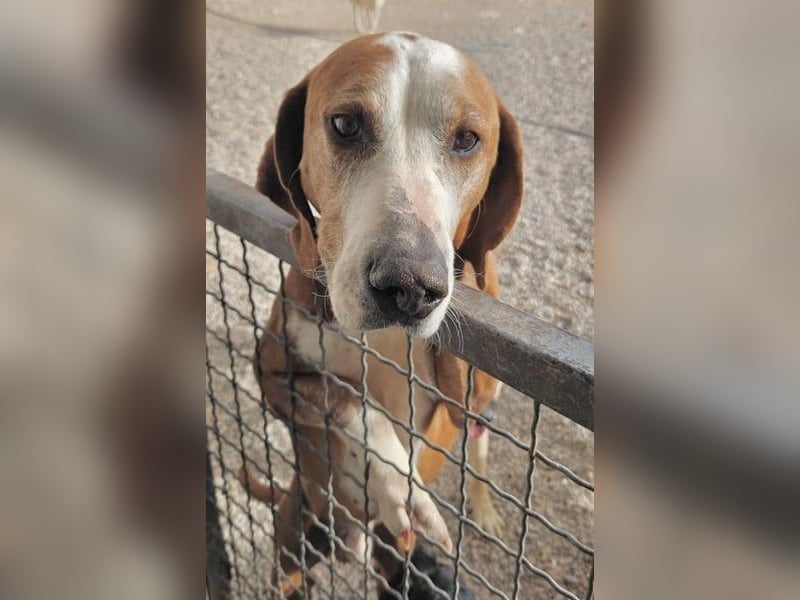 Watson – ein Senior auf der Suche nach Ruhe und Liebe