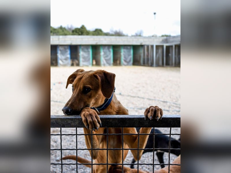 Fridtjof – ein Freund fürs Leben