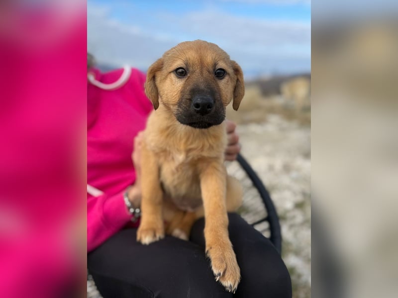 Honey auf der Suche nach dem Glück