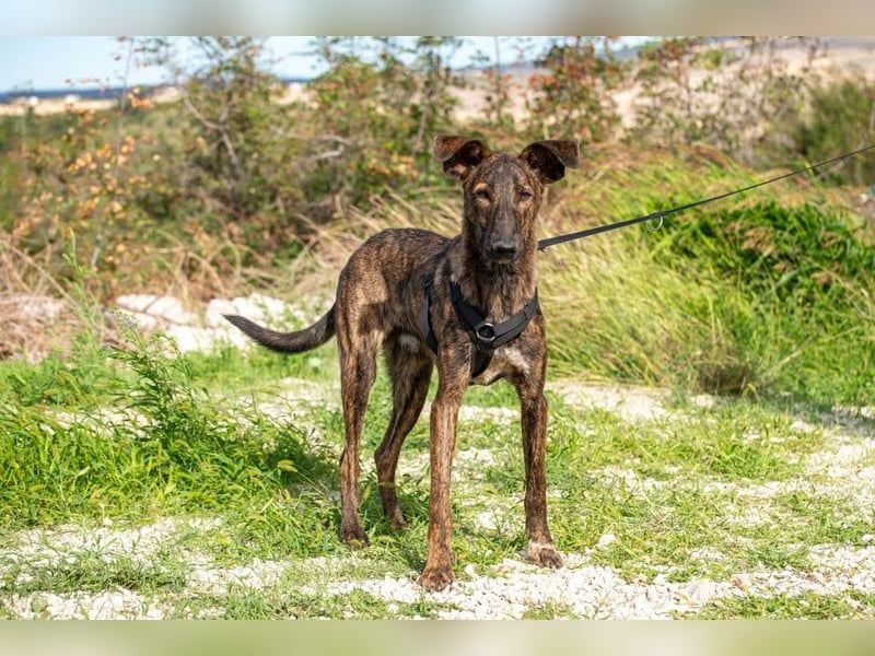 Hoku möchte dein Herz erobern