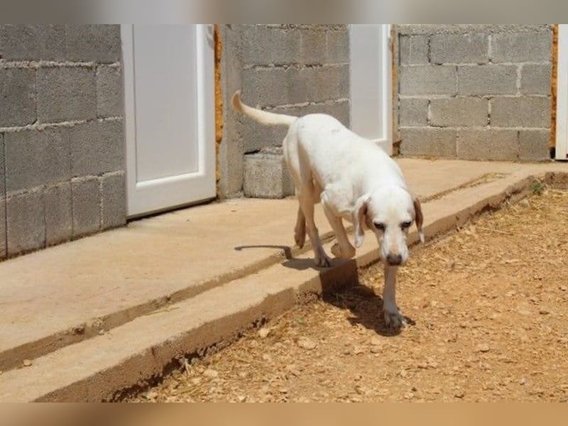 Dauergast Dino sucht Menschen mit Herz