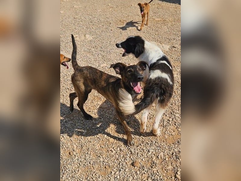 Hoku möchte dein Herz erobern