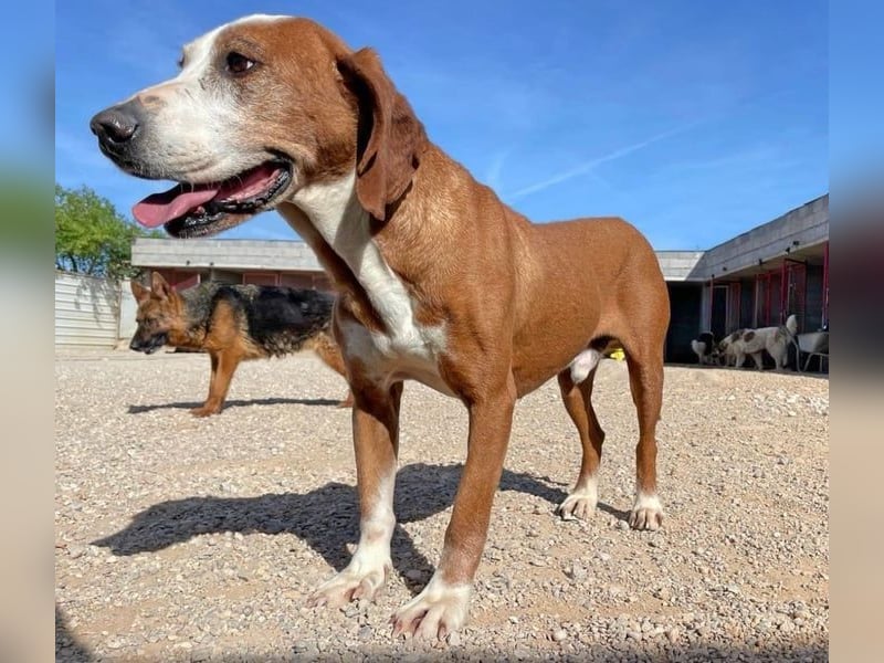 Watson – ein Senior auf der Suche nach Ruhe und Liebe