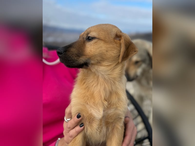 Honey auf der Suche nach dem Glück