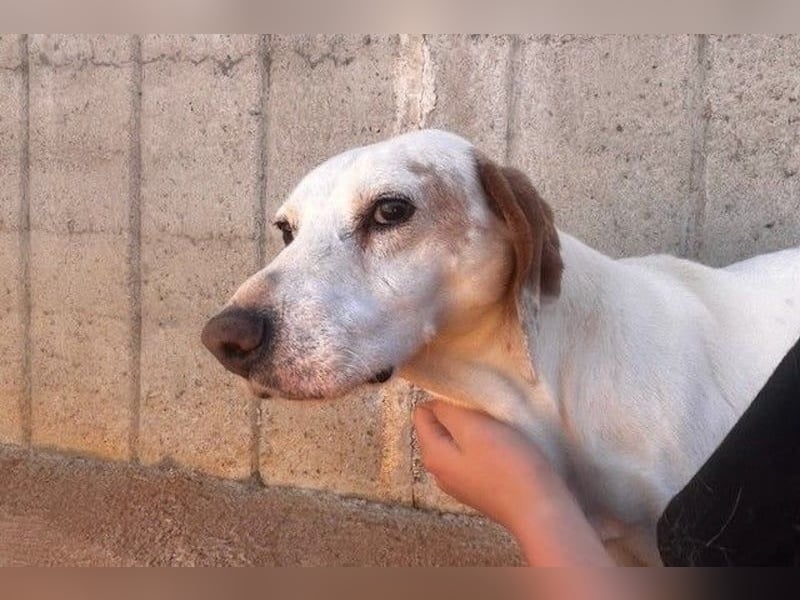 Dauergast Dino sucht Menschen mit Herz