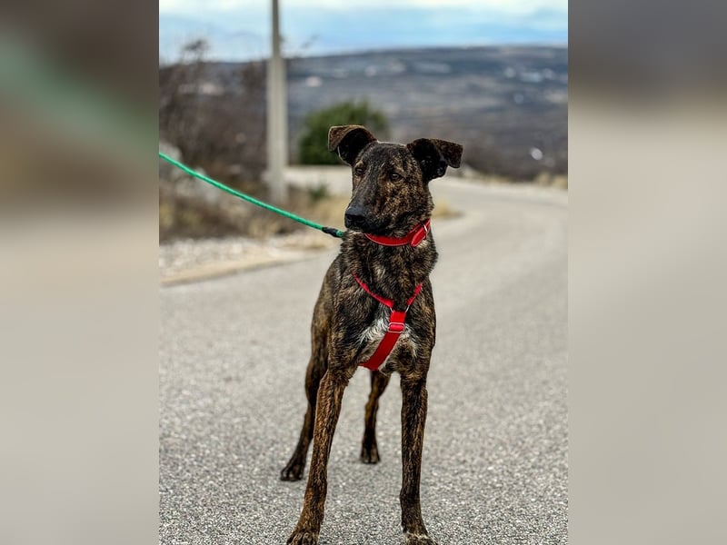 Hoku möchte dein Herz erobern